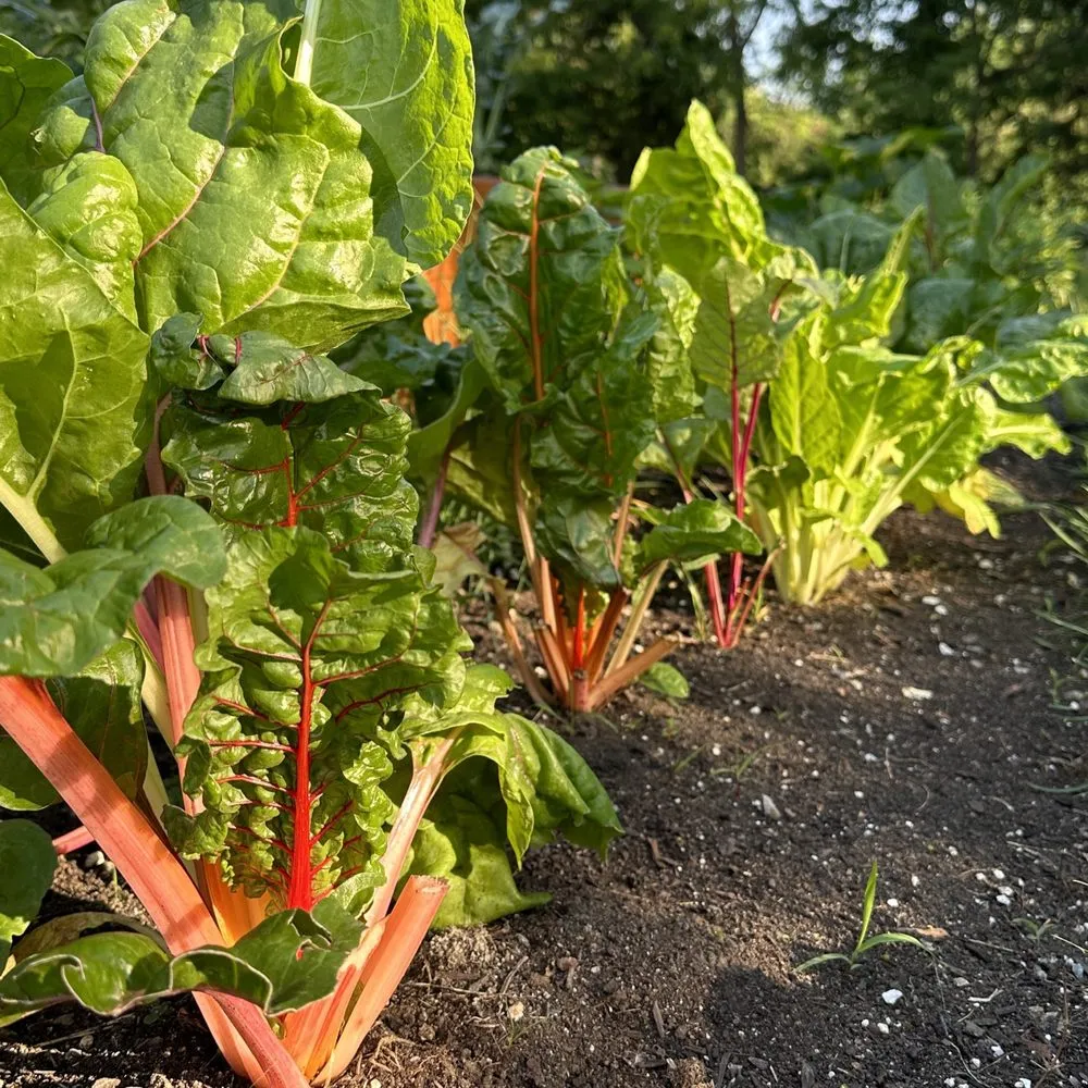 Custom landscape installation for residential properties across Oswego, IL - Rooted Outdoor Living