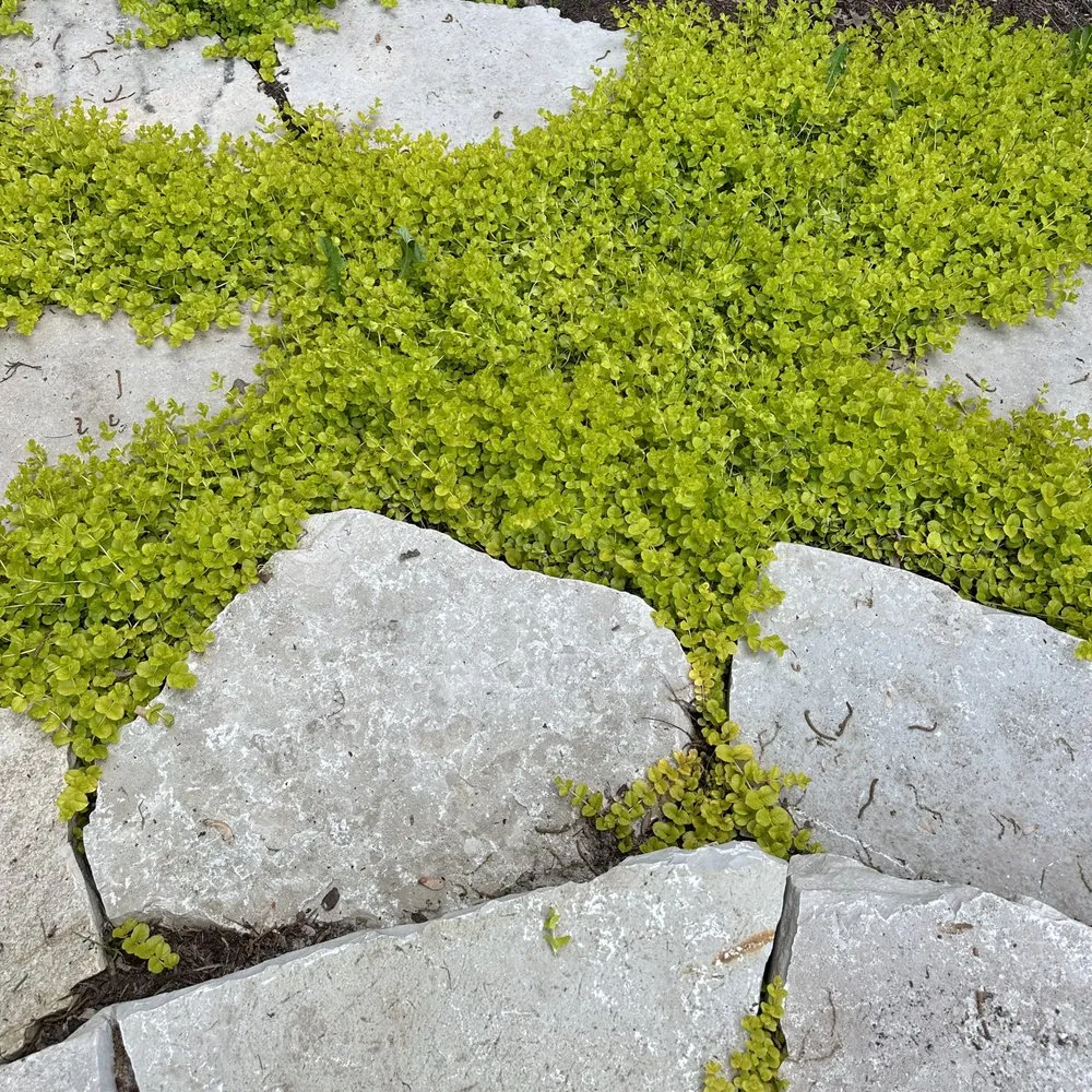 Professional garden landscaping in Oswego, IL by Rooted Outdoor Living