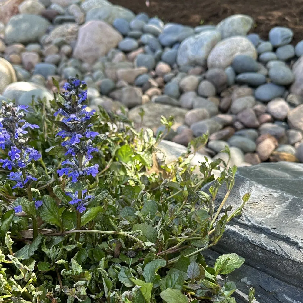 Reliable outdoor landscaping for year-round maintenance in Oswego, IL by Rooted Outdoor Living