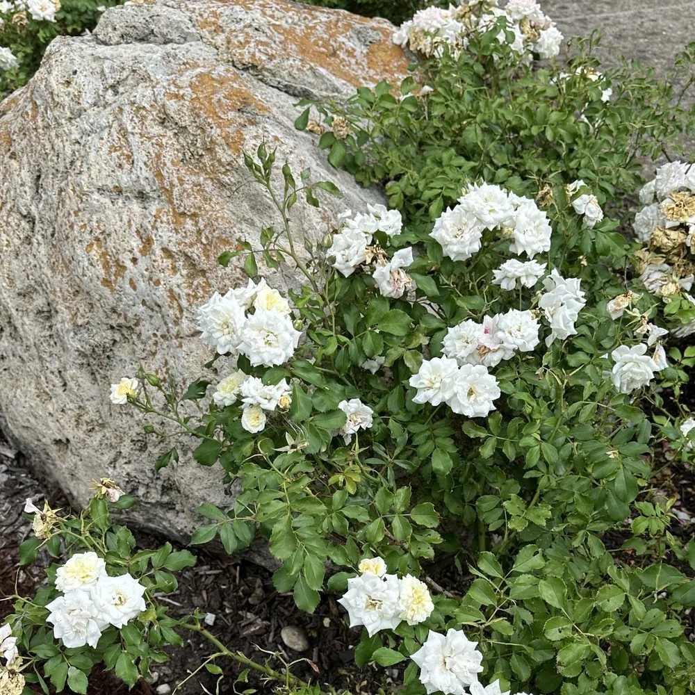 Top-rated garden landscaping experts serving Oswego, IL - Rooted Outdoor Living