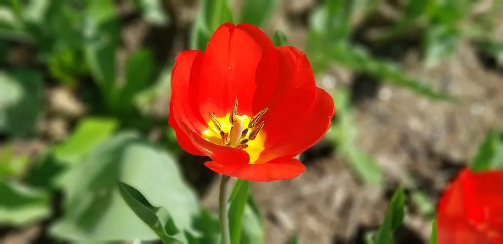 Reliable garden landscaping in Normal, IL - Rooted Outdoor Services