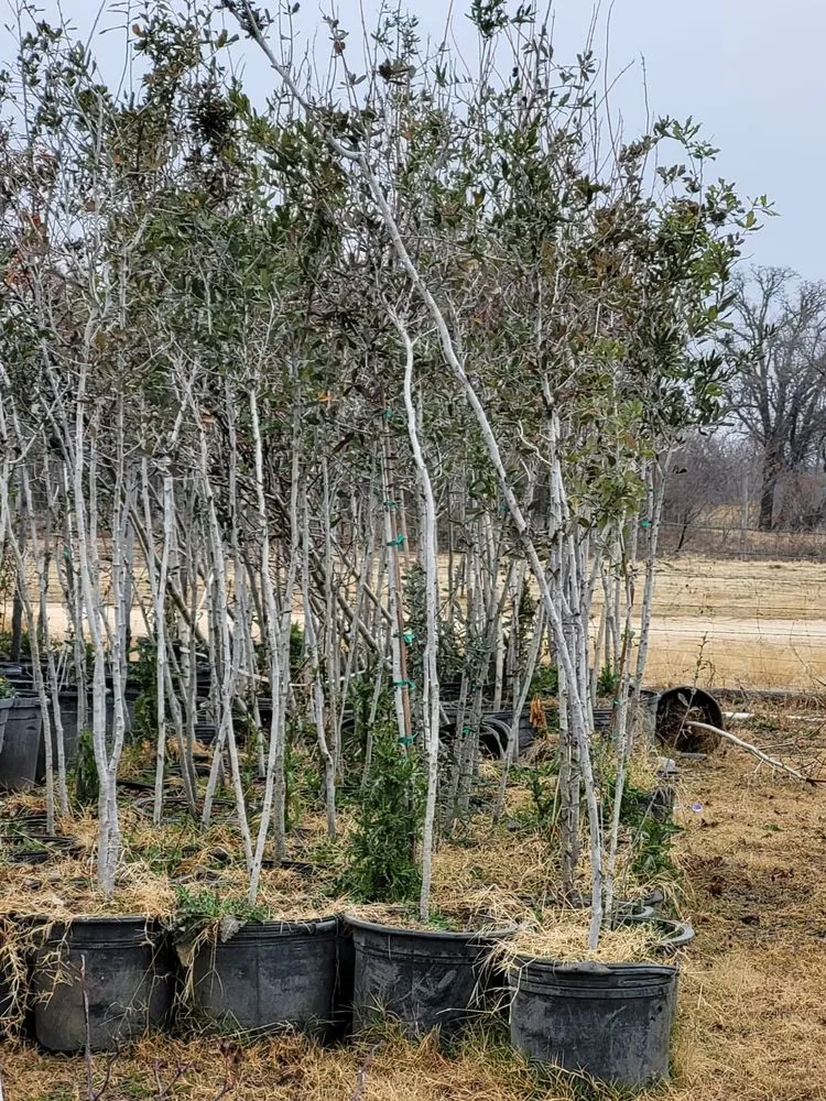 Local yard maintenance in Midland, TX by Rooted R&E