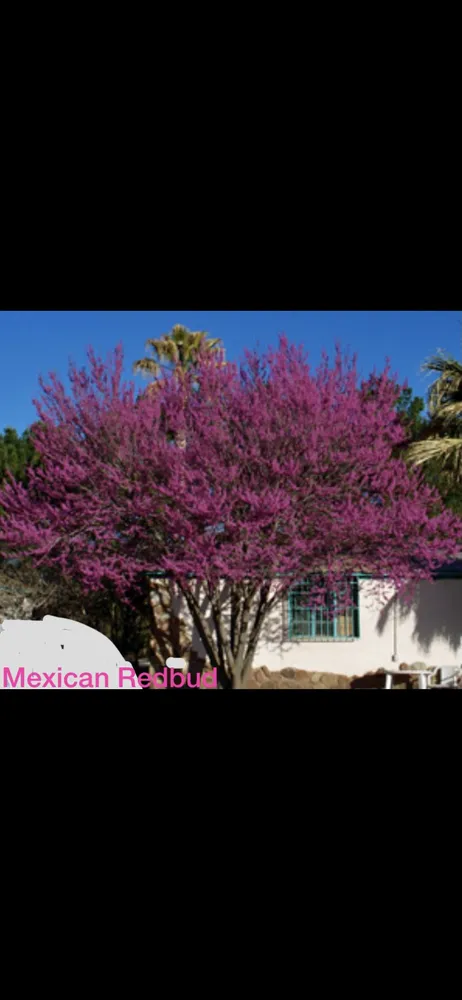 Professional landscape design experts serving Midland, TX - Rooted R&E