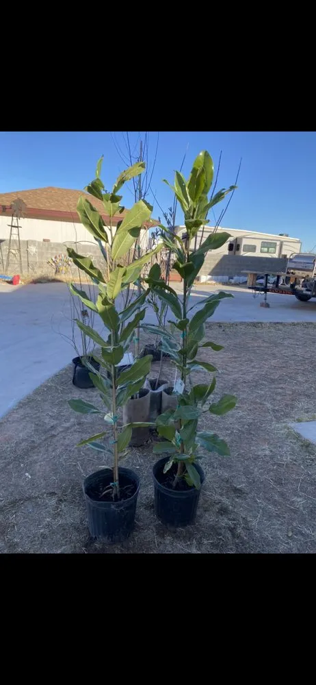 Local residential landscaping near you in Midland, TX by Rooted R&E