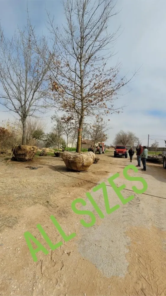 Professional landscape design experts serving Midland, TX - Rooted R&E