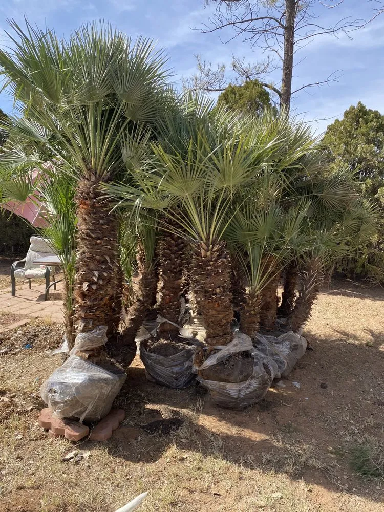 Reliable yard cleanup service for year-round maintenance across Midland, TX - Rooted R&E