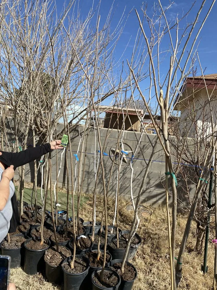 Local landscaping services near you in Midland, TX by Rooted R&E