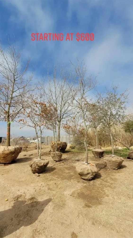 Reliable landscape design experts serving Midland, TX - Rooted R&E