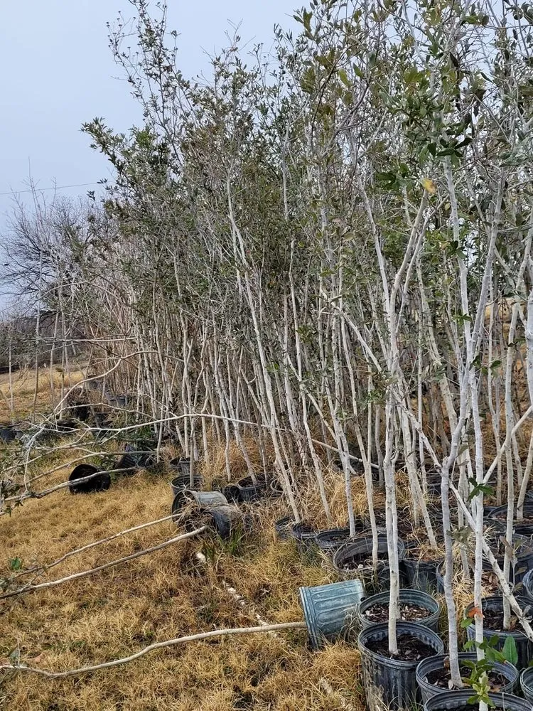 Trusted yard maintenance with custom design across Midland, TX - Rooted R&E