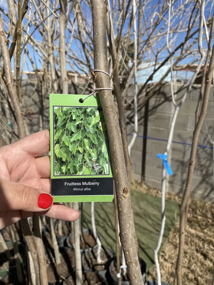 Custom landscape design in Midland, TX by Rooted R&E