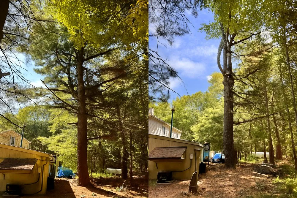 Expert yard maintenance in Hawley, PA by Roots and Canopy Solutions