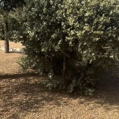 Expert lawn care service for beautiful yards across Prescott Valley, AZ - Roots and Rocks Landscaping