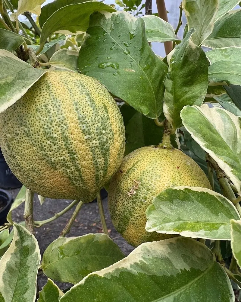 Top-rated landscape installation in Charleston, SC - Roots and Shoots Nursery