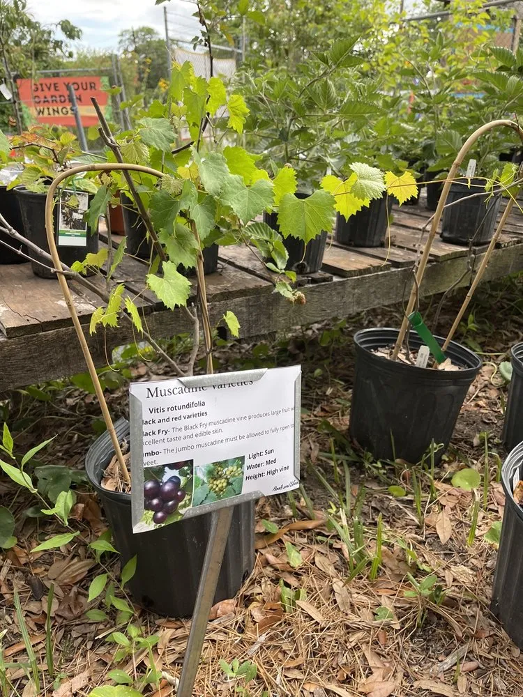 Reliable landscaping services in Charleston, SC by Roots and Shoots Nursery