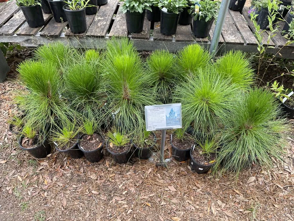 Expert lawn mowing service for beautiful yards across Charleston, SC - Roots and Shoots Nursery