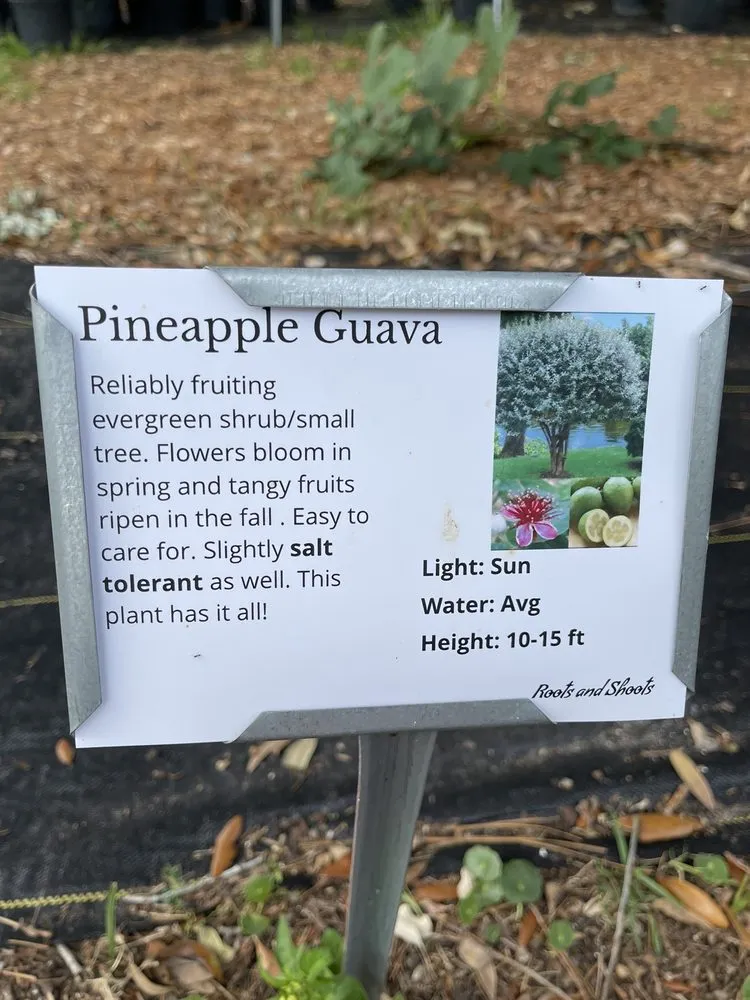 Custom residential landscaping with custom design across Charleston, SC - Roots and Shoots Nursery