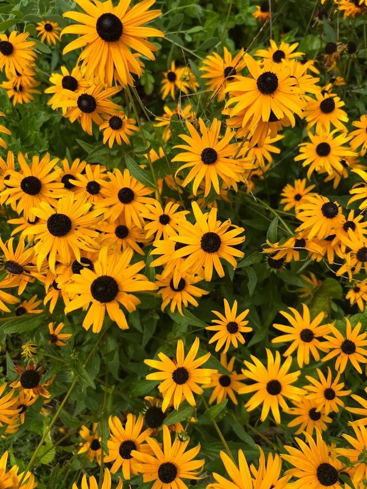 Professional outdoor landscaping experts serving Charleston, SC - Roots and Shoots Nursery