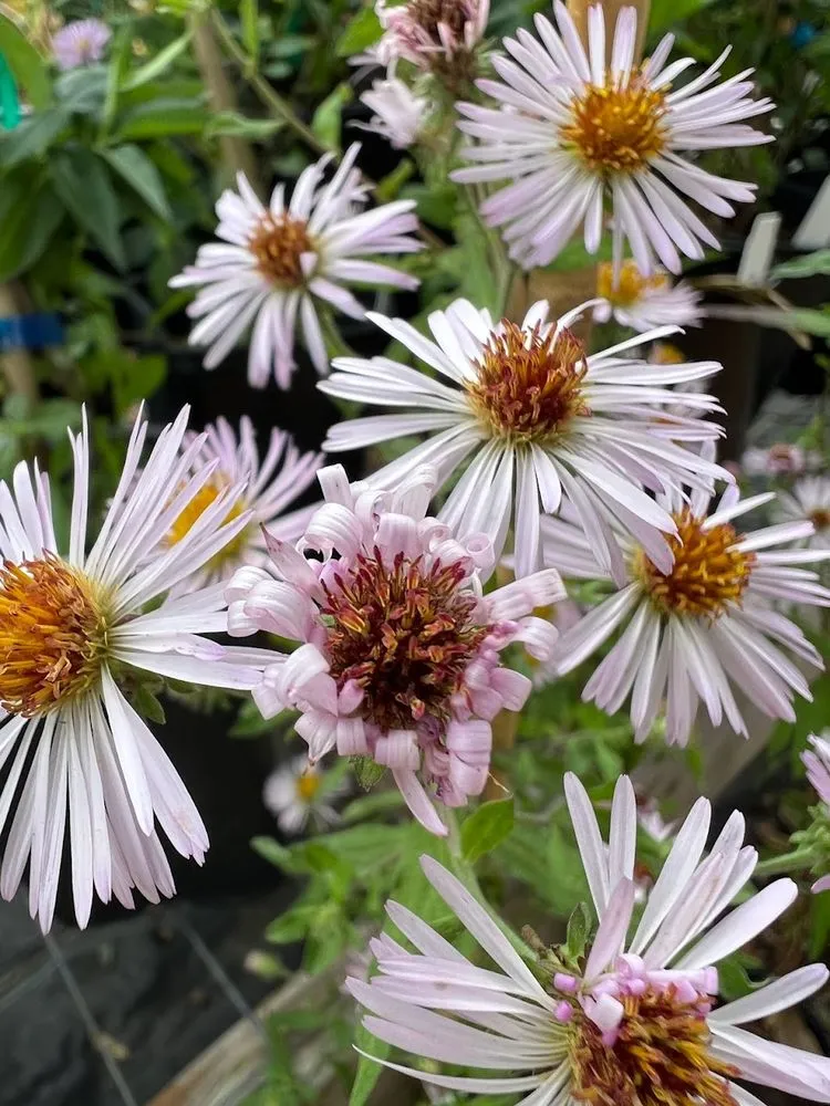 Reliable lawn mowing service in Charleston, SC by Roots and Shoots Nursery