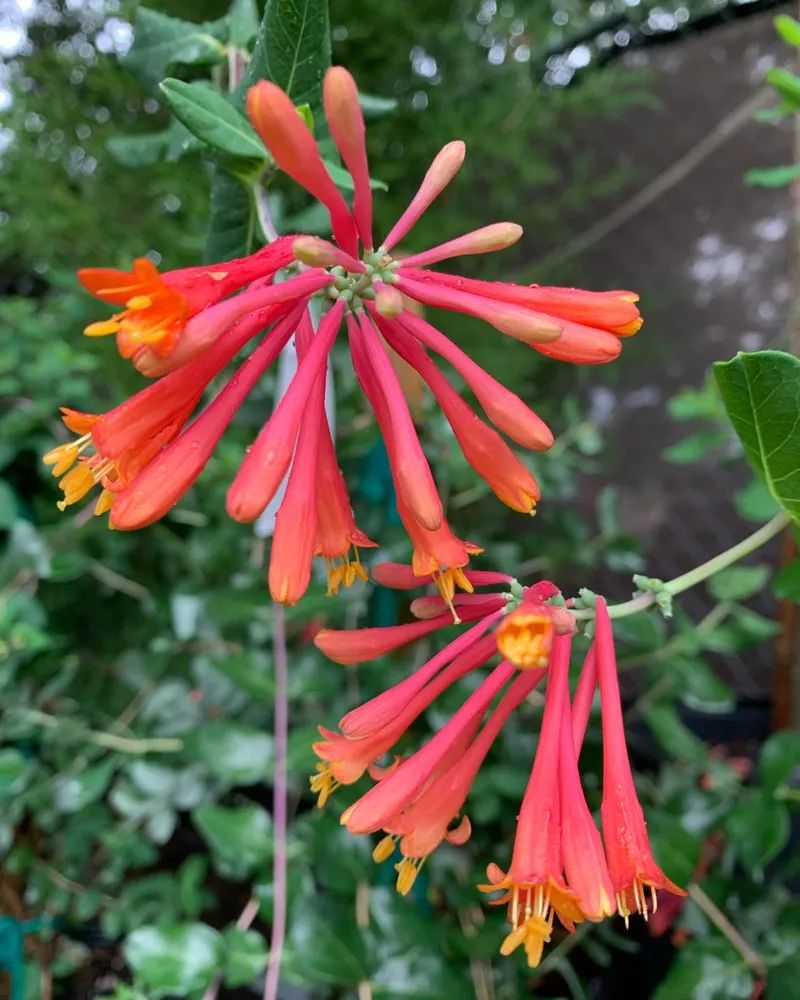 Professional landscaping services near you in Charleston, SC by Roots and Shoots Nursery