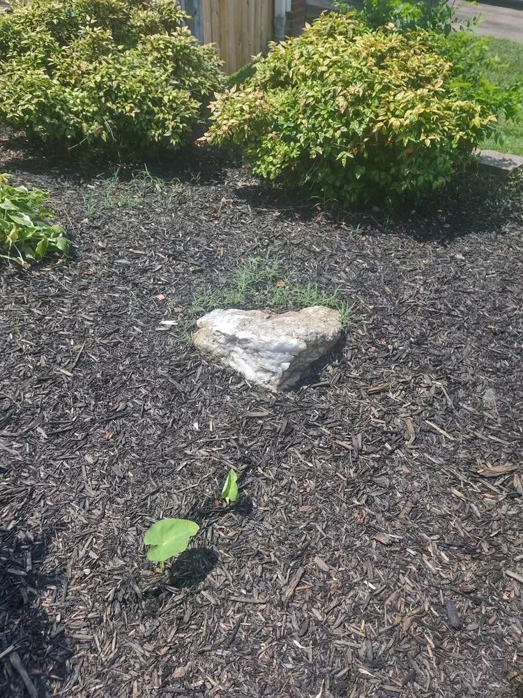 Expert yard cleanup service experts serving Little Rock, AR - Roots Home Services