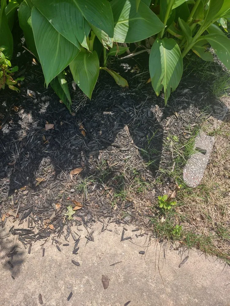 Professional lawn mowing service for residential properties across Little Rock, AR - Roots Home Services