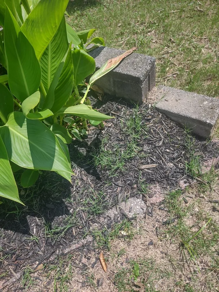 Top-rated yard maintenance experts serving Little Rock, AR - Roots Home Services