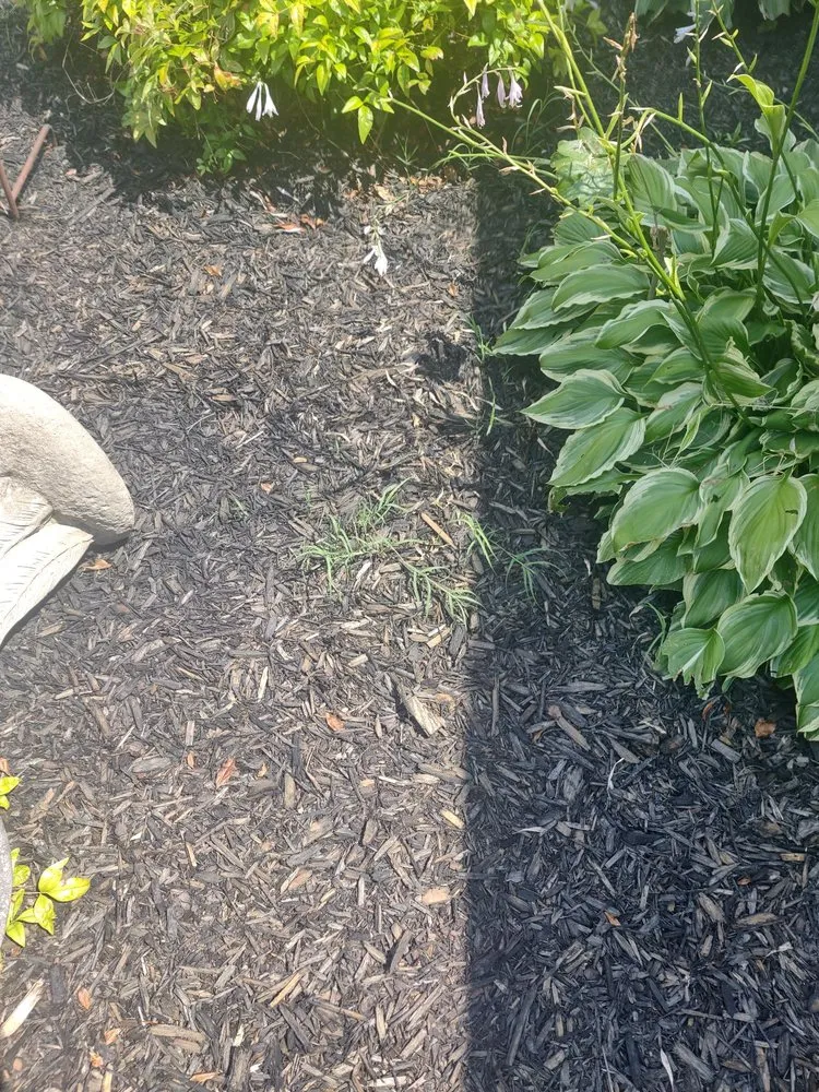 Reliable lawn mowing service in Little Rock, AR - Roots Home Services