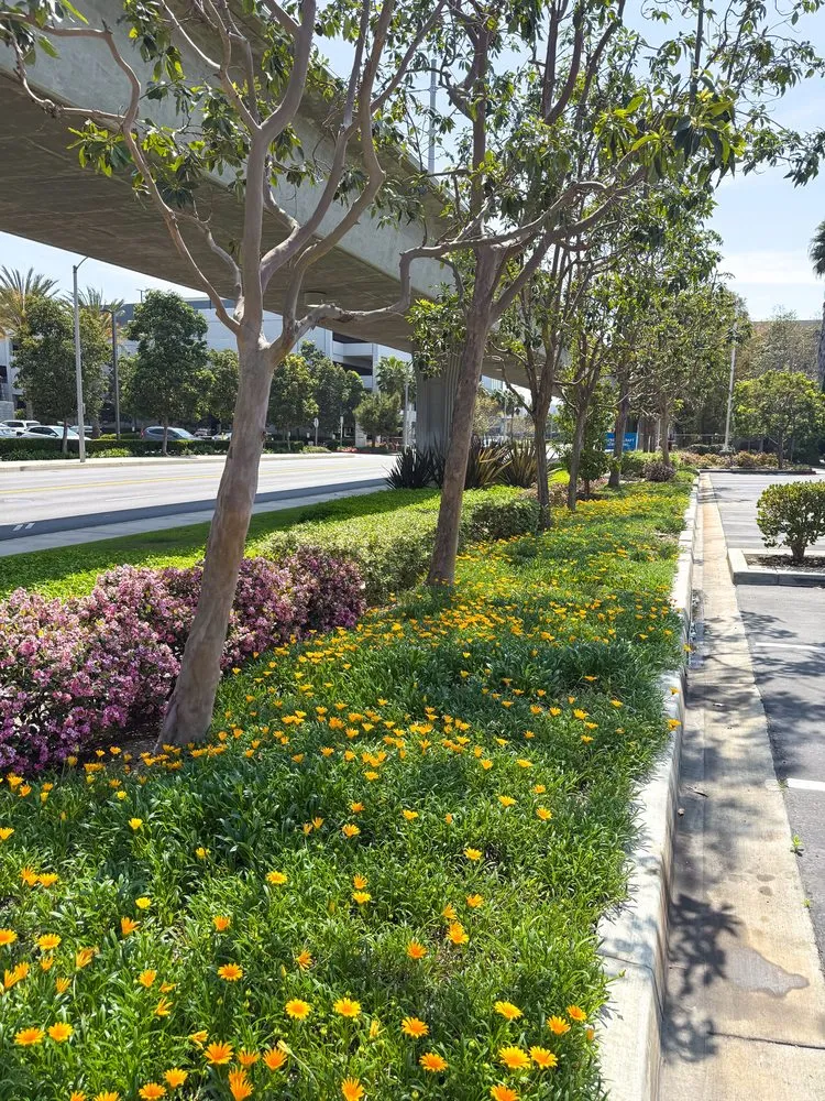 Professional yard maintenance in Fullerton, CA by Roots Landcare