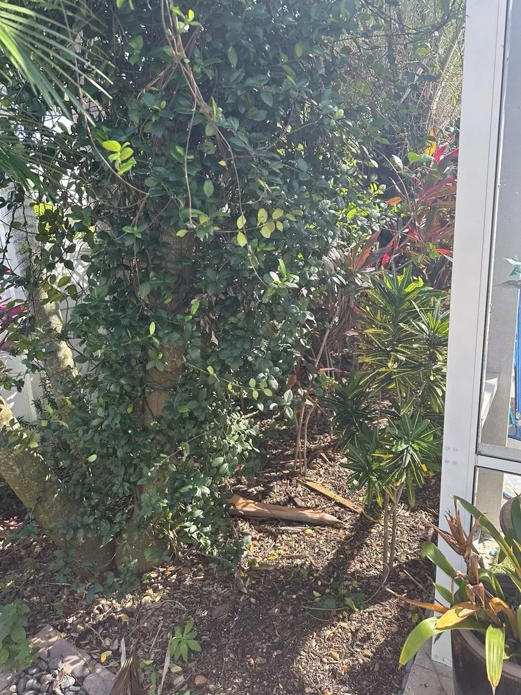 Affordable residential landscaping in Palm Beach Gardens, FL by Roots Landscape Service