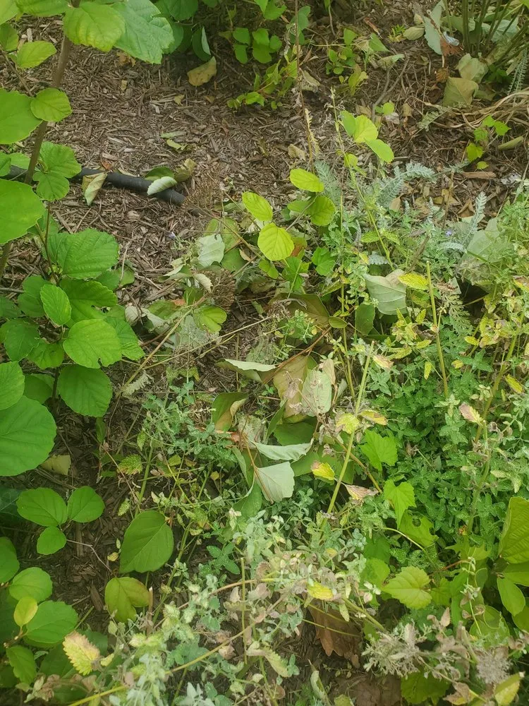 Top-rated lawn care service experts serving Silver Spring, MD - Roots Landscaping