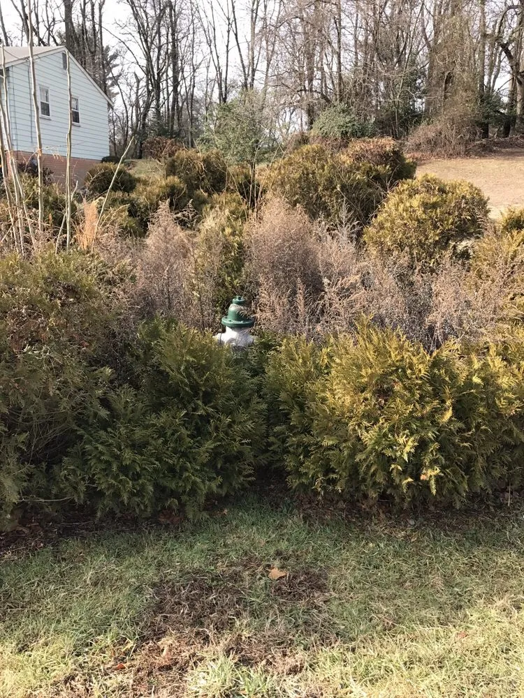 Custom yard maintenance in Silver Spring, MD by Roots Landscaping