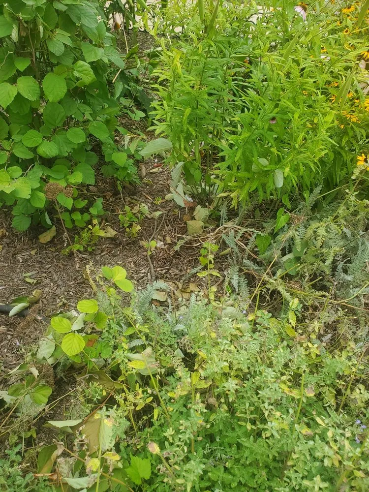 Reliable yard cleanup service in Silver Spring, MD by Roots Landscaping