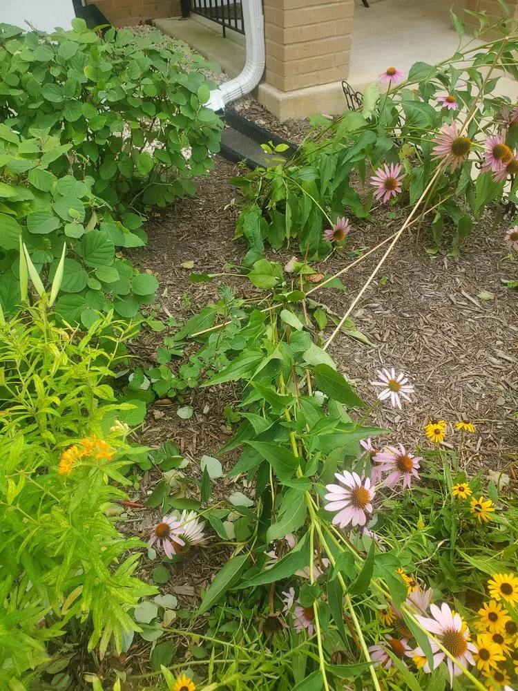 Custom yard cleanup service in Silver Spring, MD - Roots Landscaping