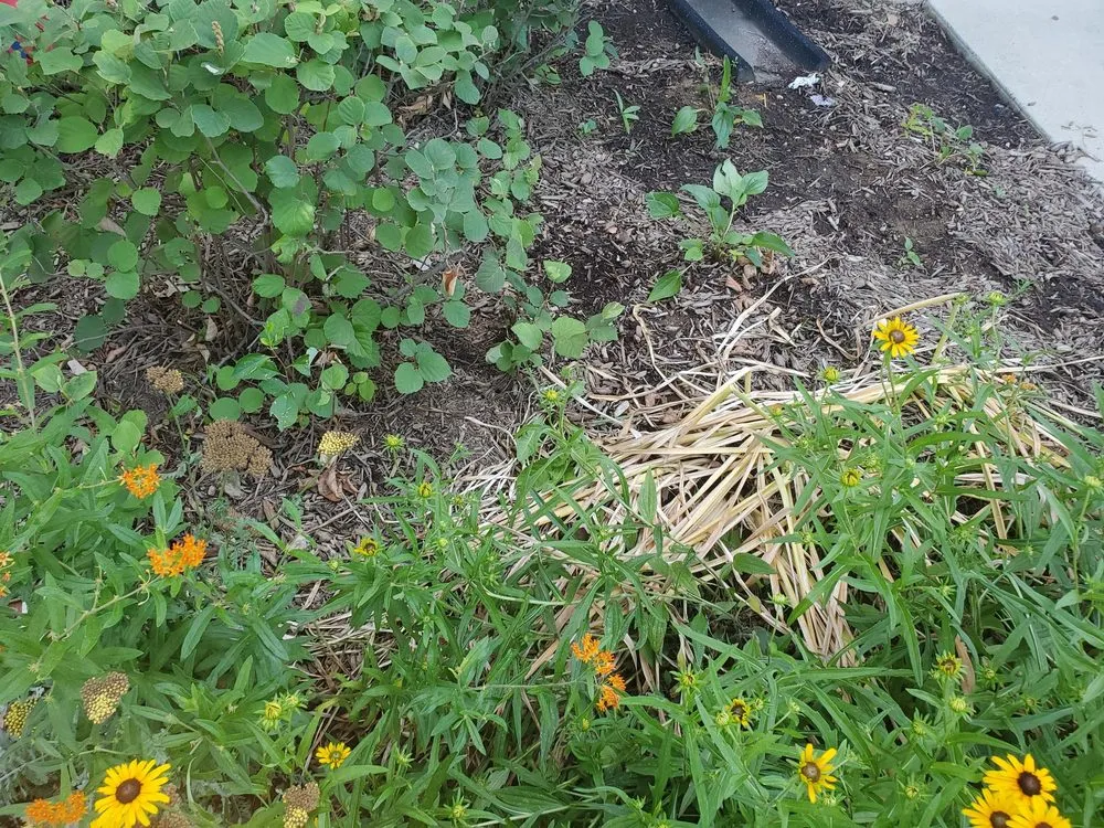 Custom lawn mowing service in Silver Spring, MD by Roots Landscaping