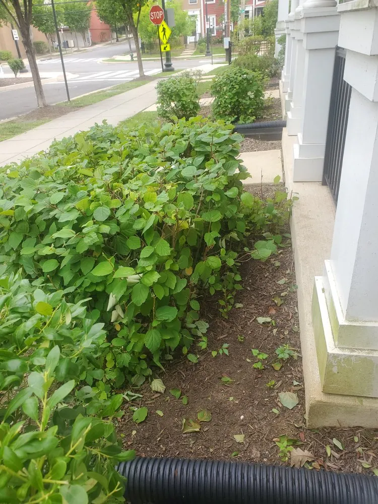 Custom outdoor landscaping in Silver Spring, MD by Roots Landscaping