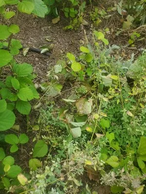 Roots Landscaping Logo