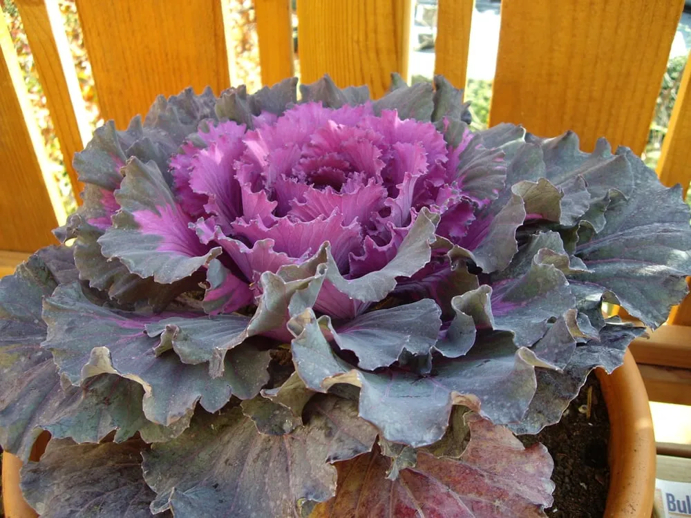 Professional landscape installation for residential properties across Oakland, CA - Roots 'n Shoots Landscaping