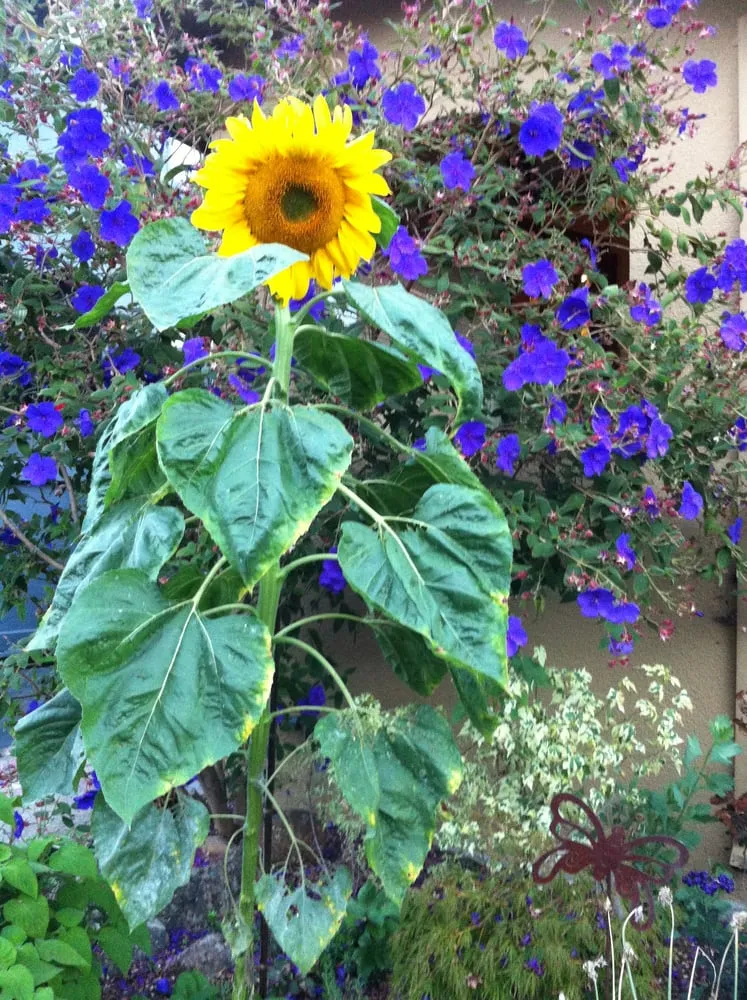 Expert landscaping services in Oakland, CA - Roots 'n Shoots Landscaping