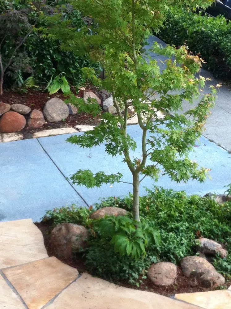 Professional lawn mowing service with custom design in Oakland, CA by Roots 'n Shoots Landscaping