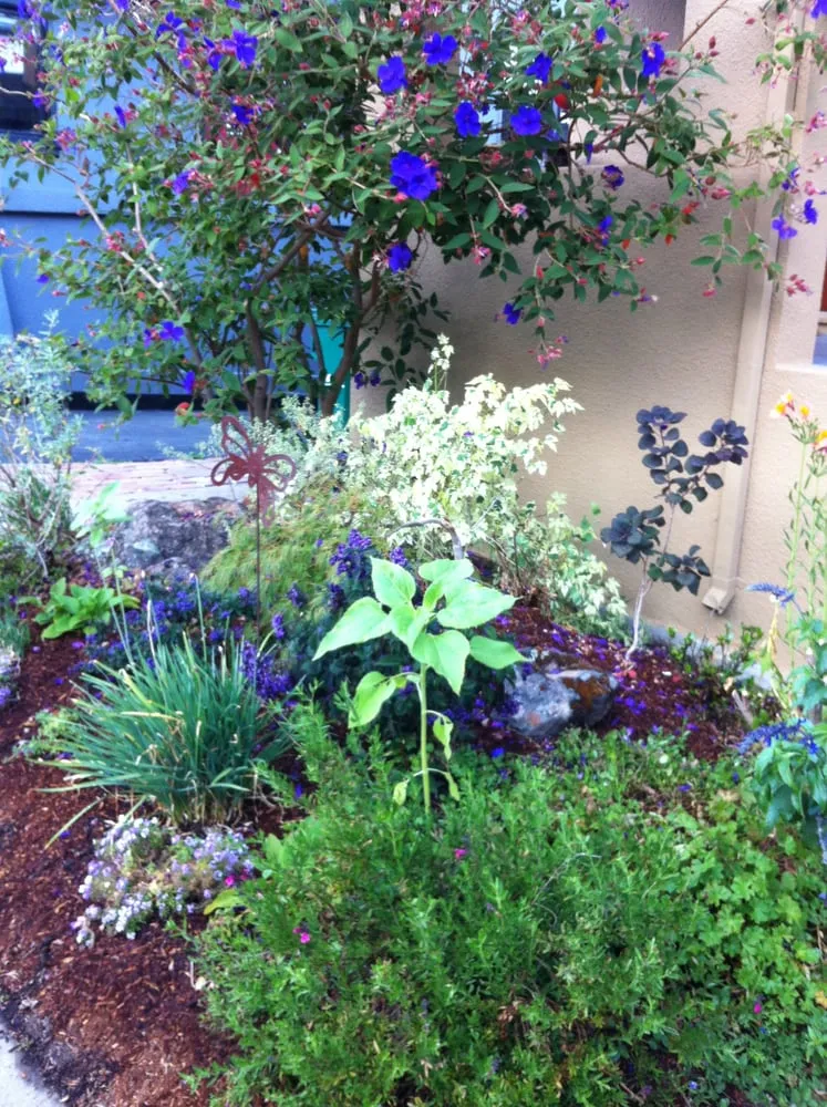 Custom yard cleanup service for beautiful yards across Oakland, CA - Roots 'n Shoots Landscaping