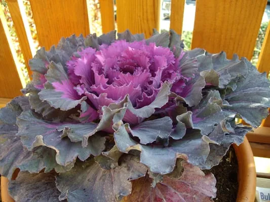 Roots 'n Shoots Landscaping Logo