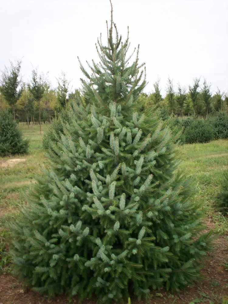 Custom residential landscaping near you in Manheim, PA by Root's Nurseries