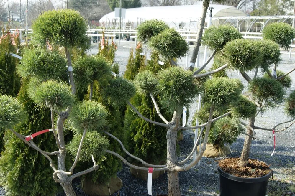 Trusted yard maintenance in Manheim, PA by Root's Nurseries