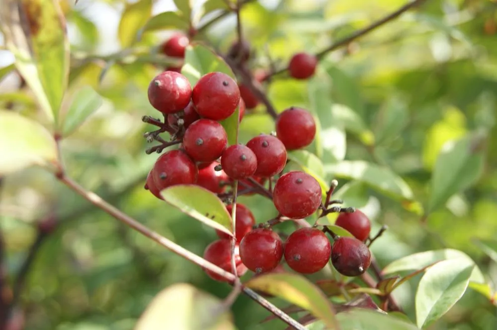 Professional lawn care service in Manheim, PA by Root's Nurseries