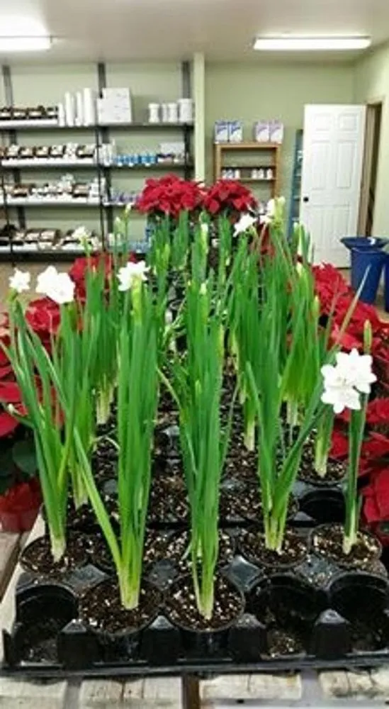 Expert landscape design in Yakima, WA by Roots Nursery & Landscape