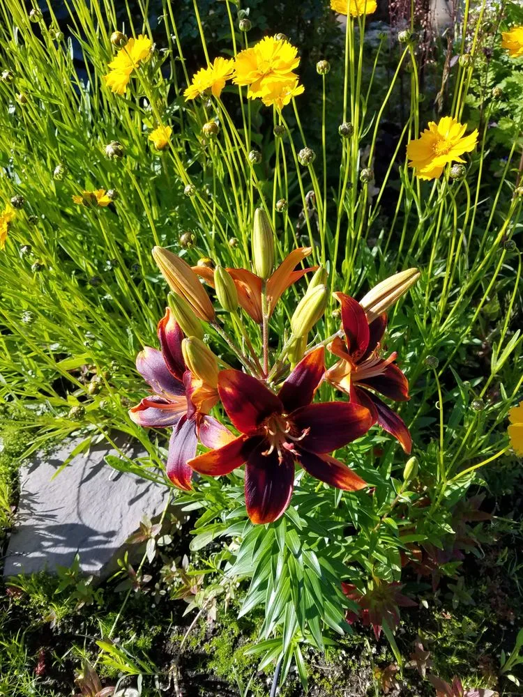 Top-rated yard cleanup service experts serving Yakima, WA - Roots Nursery & Landscape