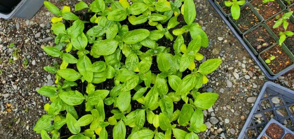 Affordable yard maintenance with custom design in Anchorage, AK by Roots of Alaska