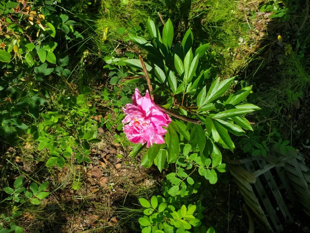 Trusted lawn care service experts serving Anchorage, AK - Roots of Alaska