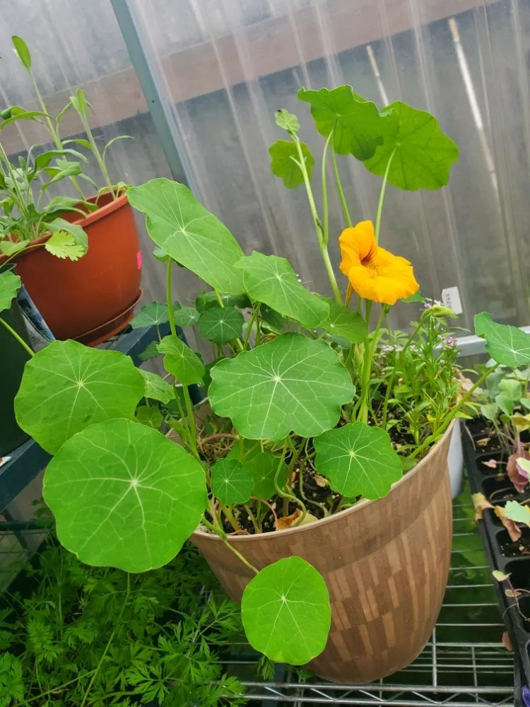 Expert lawn care service experts serving Anchorage, AK - Roots of Alaska