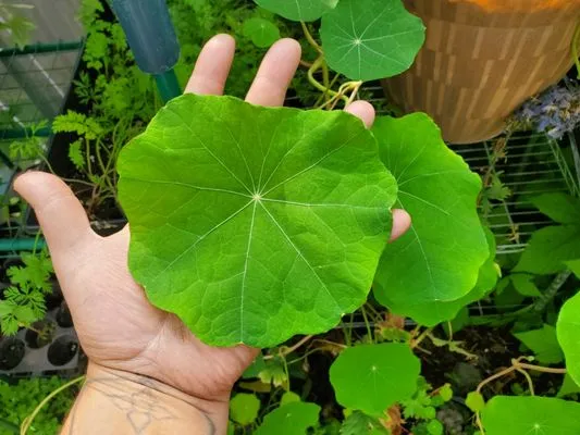 Roots of Alaska Logo